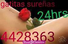 Escorts sumamente hermosas,variedad y calidad 24hrs 4428363.