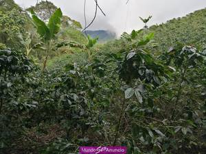 busco mujer casera que es en el norte del tolima