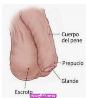 Tratamiento y embellecimiento de tu pene y masajes corporale