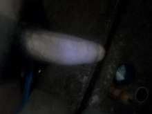 busco chica de toluca