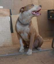 SEMENTAL PITBULL BLUE DE CARACTER MUY EQUILIBRADO Y JUGUETON