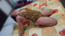 SOFIA.. LINDA SCORT DISPUESTA A COMPLACERTE. 600 C/L