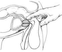 strap-on juguetes para caballero buen orgasmo anal