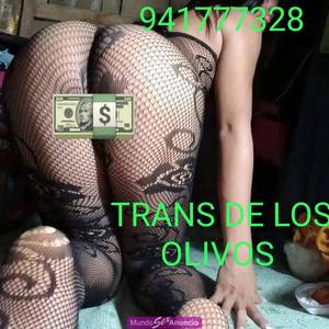 941777328 PUTAZA DE LOS OLIVOS